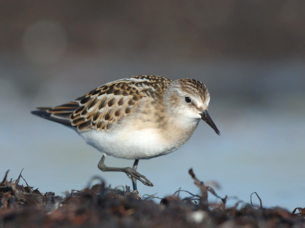 Pikkusirri, Little Stint, Calidris minuta